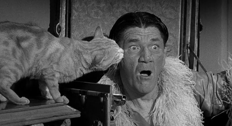 Free to a good home - cat licking Shemp Howard