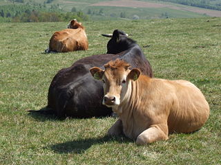 A bunch of cows