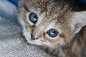 The chaplain's pet kitten