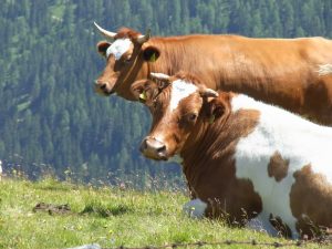 Economic systems explained with two cows - A funny, yet accurate, definition of Communism, Socialism, Fascism, Capitalism, etc. - using the example of owning 2 cows