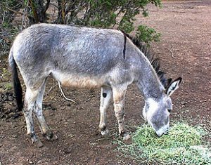 Dead Donkey Raffle – A very funny story, with a good ‘gotcha’ ending