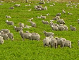 Guess how many sheep