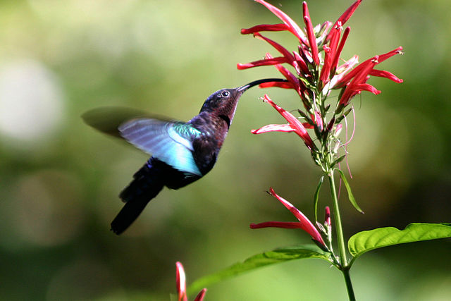 I crossed a hummingbird with a doorbell