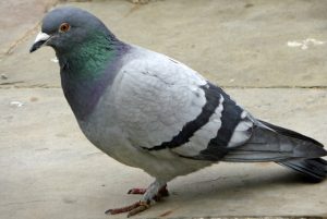 Pigeon Pun