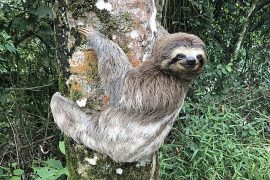 The mugging of the sloth