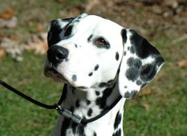 What does a dalmatian do for the firemen?